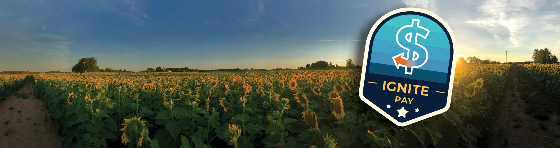 Ignite Pay badge over a beautiful sunflower field at sunset in Michigan.