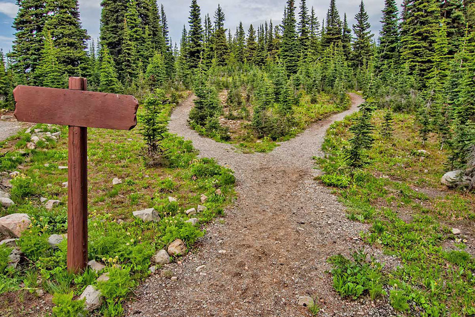 Forest hiking path that splits into two different paths